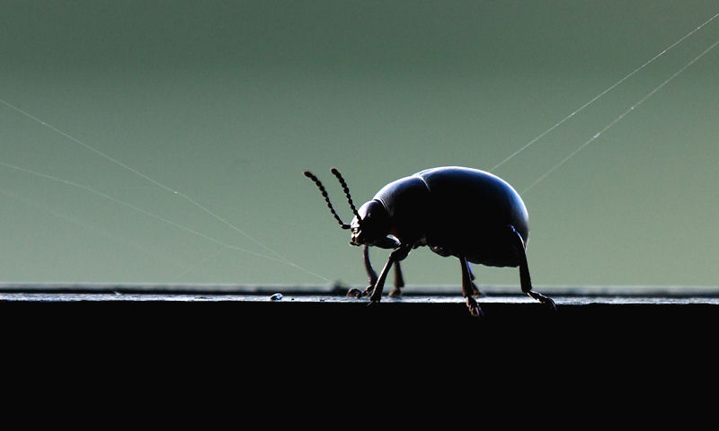 Timarcha tenebricosa